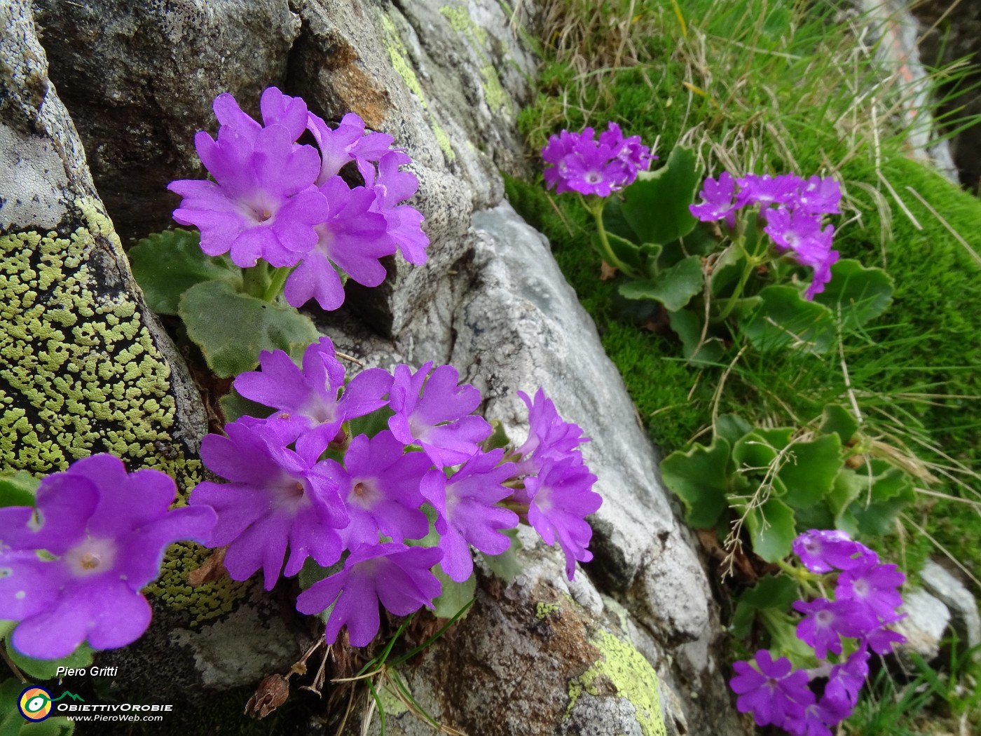 58 Primula irsuta (Primula irsuta) alla Bocchetta Triomen tra le rocce .JPG